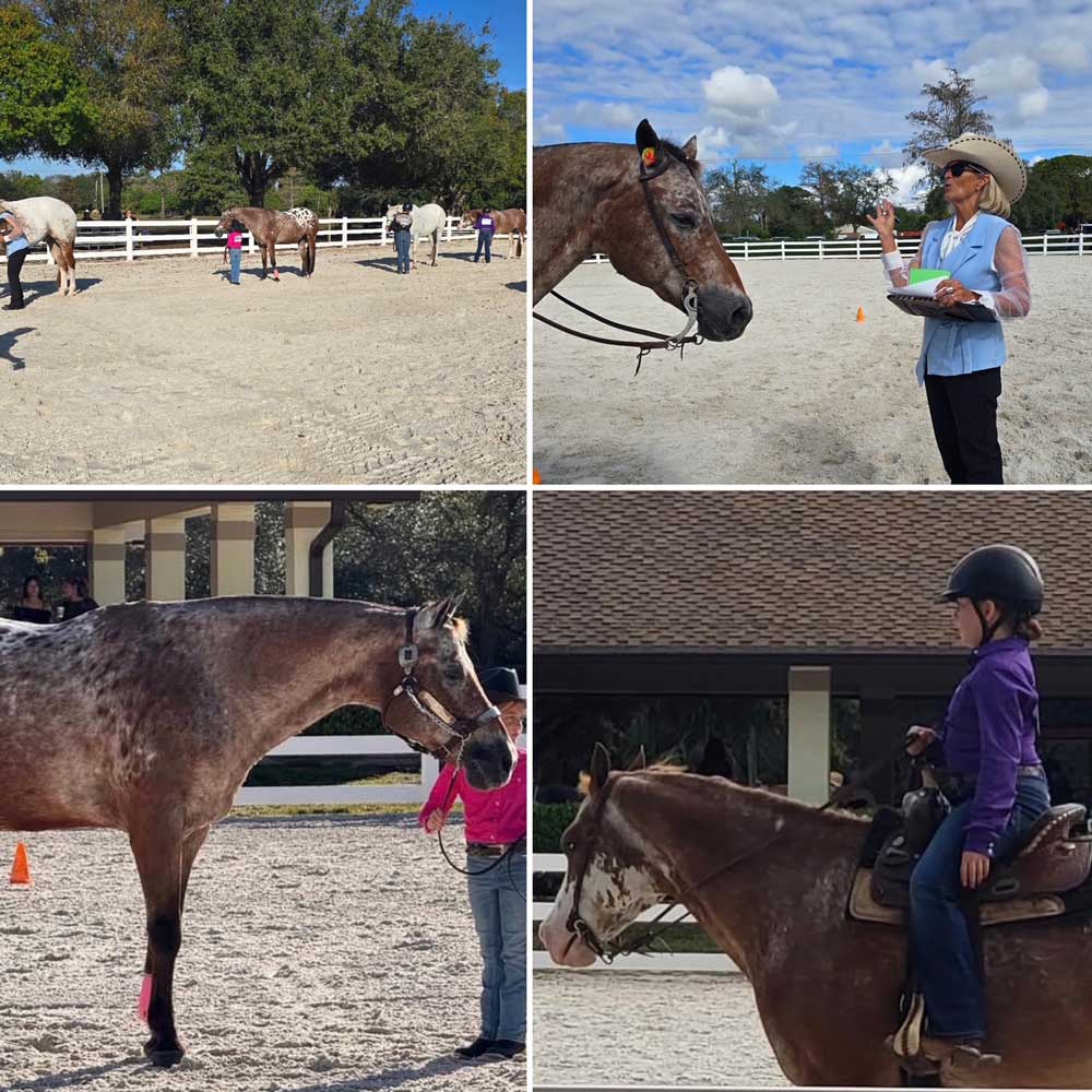 Photo collage of horses being led and ridden through various obstacles